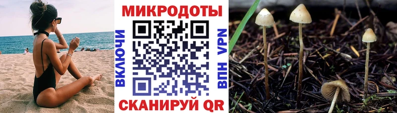 Купить закладки  Нестеров  Псилоцибиновые грибы GOLDEN TEACHER 